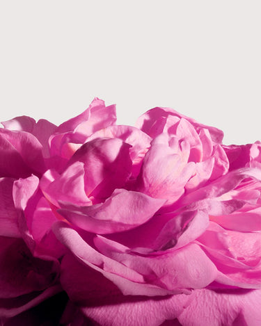 Radical Rose Extrait